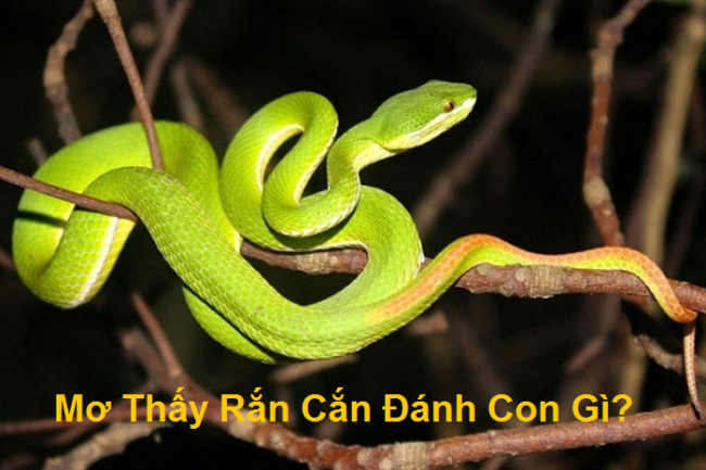 mo thay ran can danh con gi