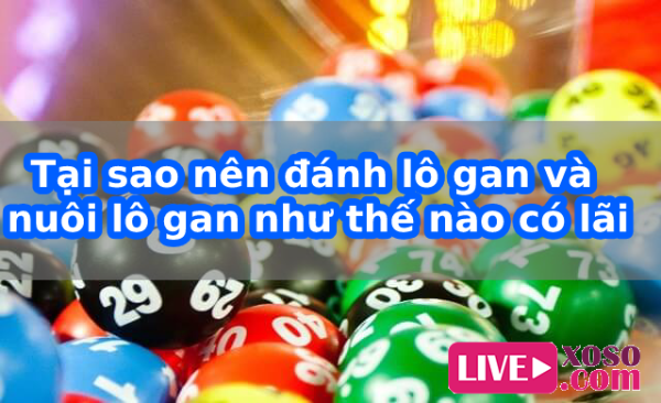 Tại sao nên đánh lô gan và nuôi lô gan như thế nào có lãi